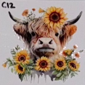 C12 Cows