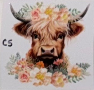 C5 Cows