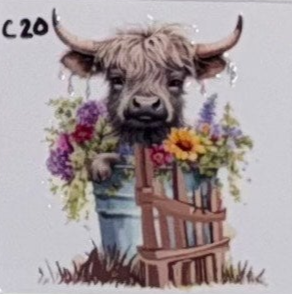 C20 Cows